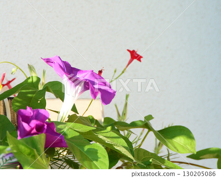 Morning glory flowers are blooming Morning glory flowers are blooming 130205086