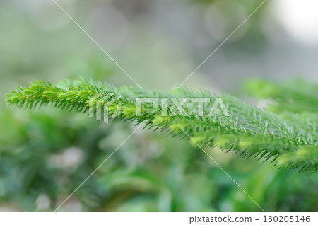 Araucaria cunninghamii, Araucaria heterophylla or Araucaria heterophylla Salisb Franco or Araucariaeae or Hoop pine or House Pine or Norfolk Island Pine or pine tree 130205146