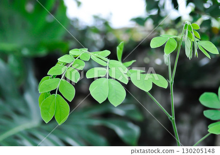 Rain tree or Samanea saman, LEGUMINOSAE MIMOSOIDEAE or small Rain Tree 130205148