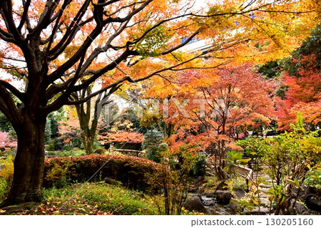 橫濱市：橫濱公園和加賀花園的色彩繽紛的秋葉和步道 130205160