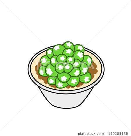 Haworthia (Obtusa) succulent plant Haworthia (Obtusa) succulent plant 130205186