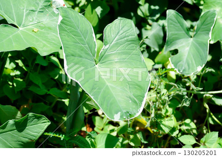 Albomarginata, Araceae or Schott or Xanthosoma sagittifolium or XANTHOSOMA or Mickey Mouse Plant 130205201