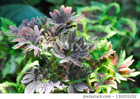 Coleus, Labiatae, Lamiaceae or Painted Nettle or Plectranthus scutellarioides or Solenostemon scutellarioides 130205202