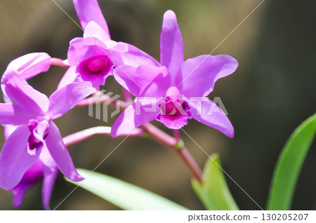 Cattleya or Cattleya lawrenceana, Sir Trevor Lawrences Cattleya or orchid or purple Cattleya Cattleya or Cattleya lawrenceana, Sir Trevor Lawrences Cattleya or orchid or purple Cattleya 130205207
