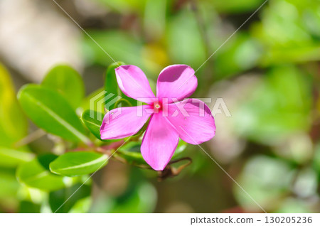 Catharanthus roseus G Don ,APOCYNACEAE or Madagascar periwinkle or Vinca or Old maid Catharanthus roseus G Don ,APOCYNACEAE or Madagascar periwinkle or Vinca or Old maid 130205236