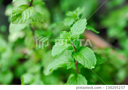 peppermint plant, marsh mint or mentha cordifolia peppermint plant, marsh mint or mentha cordifolia 130205237