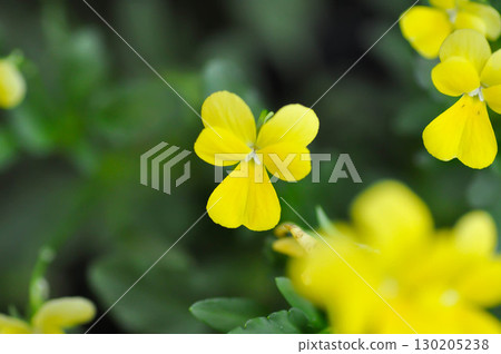 Yellow Pansy or Viola cornuta or Penny Yellow or Viola cornuta Penny Yellow or Pansies or Pansy or Viola or Viola cornuta or Viola lutea or Viola x wittrockiana flower Yellow Pansy or Viola cornuta or Penny Yellow or Viola cornuta Penny Yellow or Pansies or Pansy or Viola or Viola cornuta or Viola lutea or Viola x wittrockiana flower 130205238