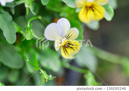 Pansies, Pansy or Viola or Viola cornuta or Viola lutea or Viola x wittrockiana flower or tricolor pansy flower Pansies, Pansy or Viola or Viola cornuta or Viola lutea or Viola x wittrockiana flower or tricolor pansy flower 130205240