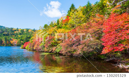 秋天的白駒池 秋天的白駒池 130205329