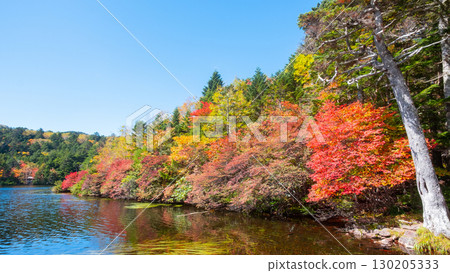 Shirakoma pond in autumn 130205333
