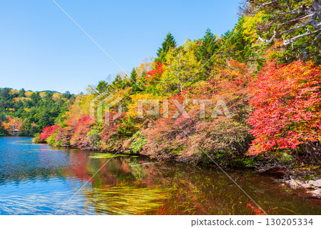 Shirakoma pond in autumn Shirakoma pond in autumn 130205334