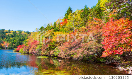 秋天的白駒池 秋天的白駒池 130205335