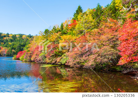 秋天的白駒池 秋天的白駒池 130205336