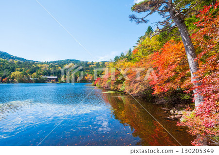 秋天的白駒池 秋天的白駒池 130205349