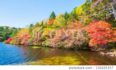 Shirakoma pond in autumn 130205357