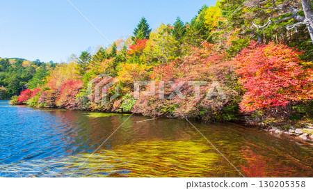 Shirakoma pond in autumn 130205358
