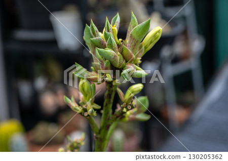 Agave "pups" growing from the flower stalk after the plant blooms. After blooming and pollination in monocarpic species, the original rosette dies. 130205362
