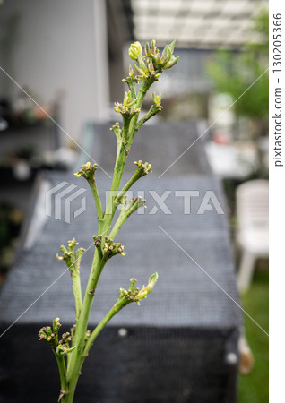 Agave "pups" growing from the flower stalk after the plant blooms. After blooming and pollination in monocarpic species, the original rosette dies. 130205366