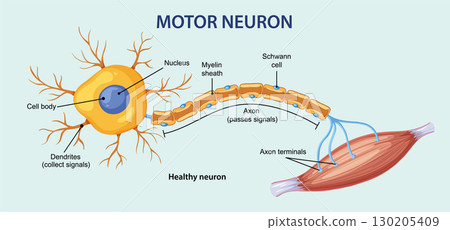 Labeled Diagram of a Healthy Motor Neuron and Muscle 130205409