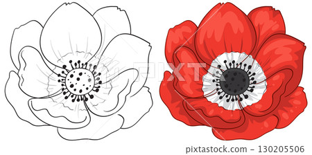 Red Anemone Flower Vector with Outline and Color Versions Red Anemone Flower Vector with Outline and Color Versions 130205506