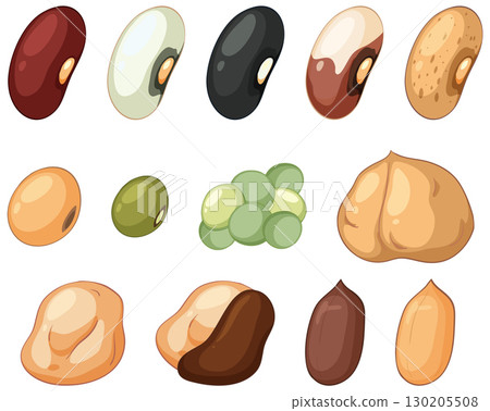 Assorted Beans and Legumes Vector Illustration Collection 130205508