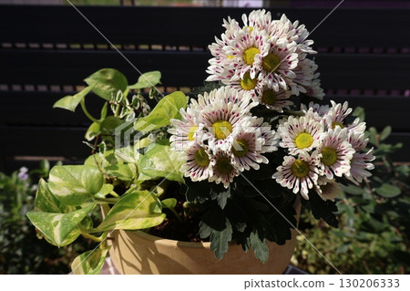 菊花和綠蘿的混合種植 130206333