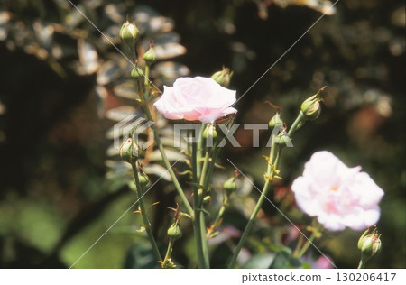 Rose of pink color 130206417