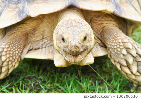 africa tortoise, African spurred tortoise or  Centrochelys sulcata or  Geochelone sulcata or  sulcata tortoise or tortoise 130206530