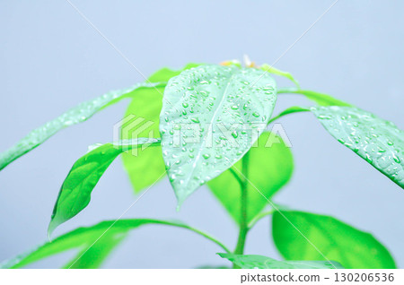 Persea americana Mill or Avocado, Lauraceae or Persea gratissima or avocado plant and rain droplet Persea americana Mill or Avocado, Lauraceae or Persea gratissima or avocado plant and rain droplet 130206536