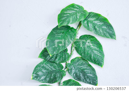 Monstera Dubia or Satin Pothos, Silk Pothos or Silver hilodendron or Scindapsus pictus Hassk or Argyreus or Araceae on the white wall Monstera Dubia or Satin Pothos, Silk Pothos or Silver hilodendron or Scindapsus pictus Hassk or Argyreus or Araceae on the white wall 130206537