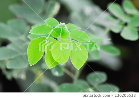 Rain tree or Samanea saman, LEGUMINOSAE MIMOSOIDEAE or Rain Tree leaf Rain tree or Samanea saman, LEGUMINOSAE MIMOSOIDEAE or Rain Tree leaf 130206538