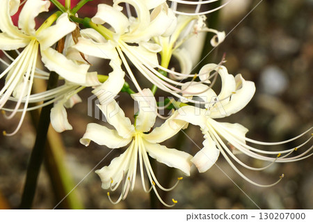 白色簇狀孤挺花 130207000