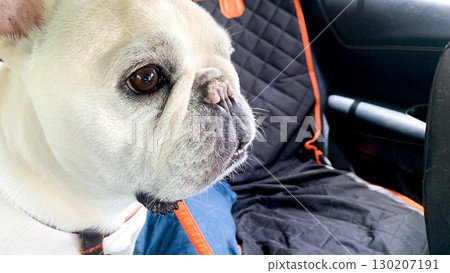 A dog waiting for the drive to begin 130207191