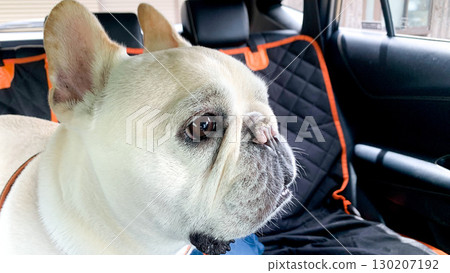 A dog waiting for the drive to begin A dog waiting for the drive to begin 130207192