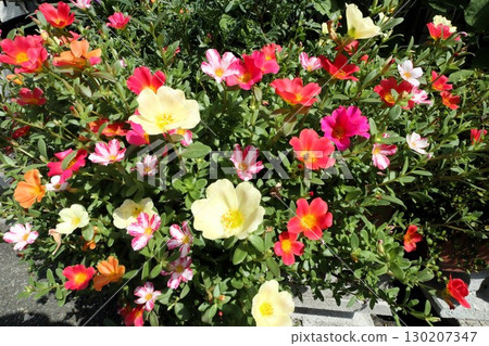 Summer flower bed flowers: Colorful Portulaca (Portulacaceae) flowers 130207347