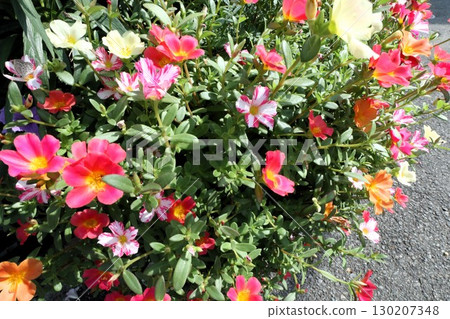 Summer flower bed flowers: Colorful Portulaca (Portulacaceae) flowers 130207348