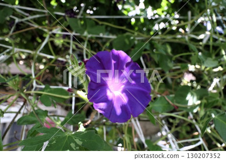 夏日庭園花卉「牽牛花」 牽牛花：花壇花卉：牽牛花大廈 130207352