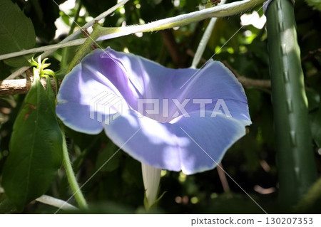 Summer garden flower "Morning glory" Morning glory: Flower bed flowers: Morning glory mansion 130207353