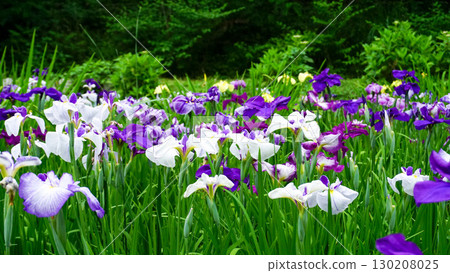 Ikedaike Park's iris garden 130208025