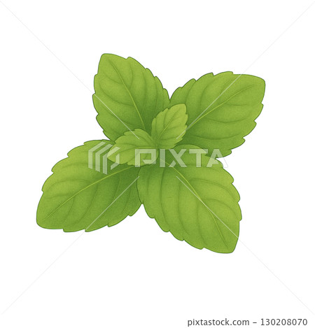 [香草]薄荷插畫 130208070