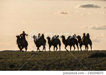 A breathtaking view of silhouetted camels at sunset alongside their handler 130208075