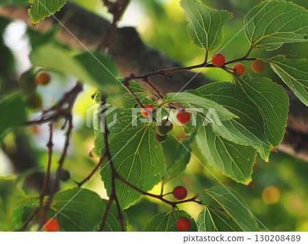 色彩繽紛的金針菇特寫（樸樹上的果實開始變色） 130208489