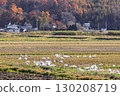 A flock of swans gleaning in a rice field after the rice harvest in Mukawa Town, Hokkaido (October) 130208719