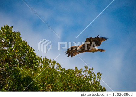Tonbi飛行在藍天后面 130208963