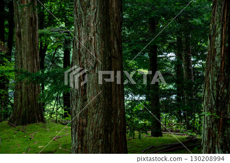 樹林區域的影像 樹林區域的影像 130208994