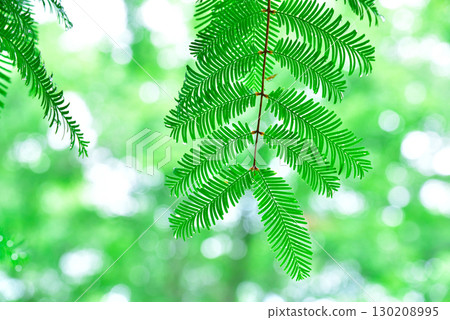 美麗的新鮮綠葉 130208995