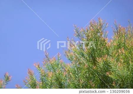 Melaleuca bracteata macro leaves small world Melaleuca bracteata macro leaves small world 130209036