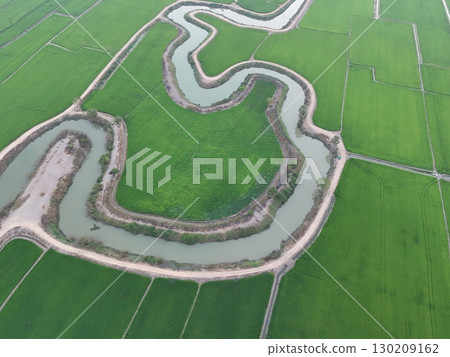 Green rice Fileds aerial top view Thailand countryside landscape Green rice Fileds aerial top view Thailand countryside landscape 130209162