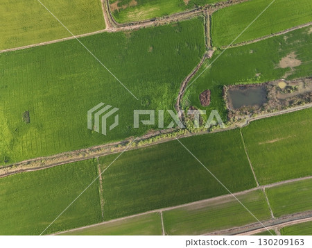 Green rice Fileds aerial top view Thailand countryside landscape Green rice Fileds aerial top view Thailand countryside landscape 130209163