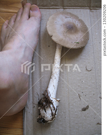 它是假藤嗎？ （毒藤？） 130209206